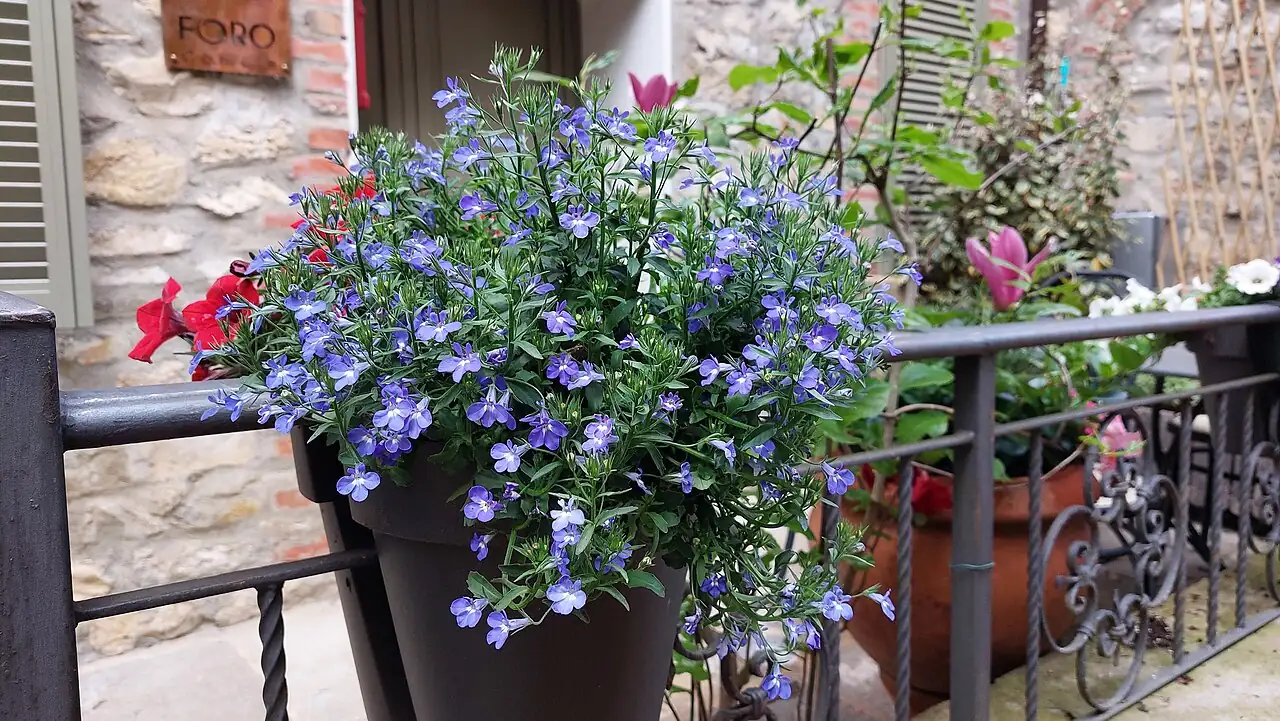 三脉紫菀 (Aster ageratoides) — 环境展示