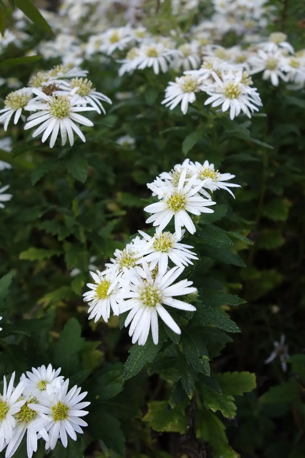 三脉紫菀 (Aster ageratoides) — 更多视角