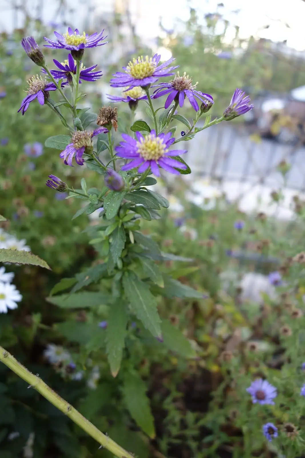 三脉紫菀 (Aster ageratoides) — 更多视角