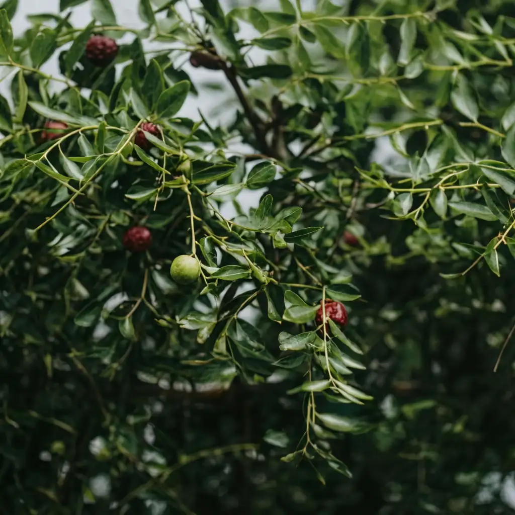 枣 (Ziziphus jujuba) — 主图