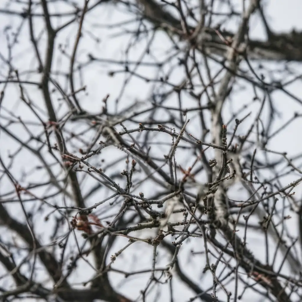 枣 (Ziziphus jujuba) — 更多视角