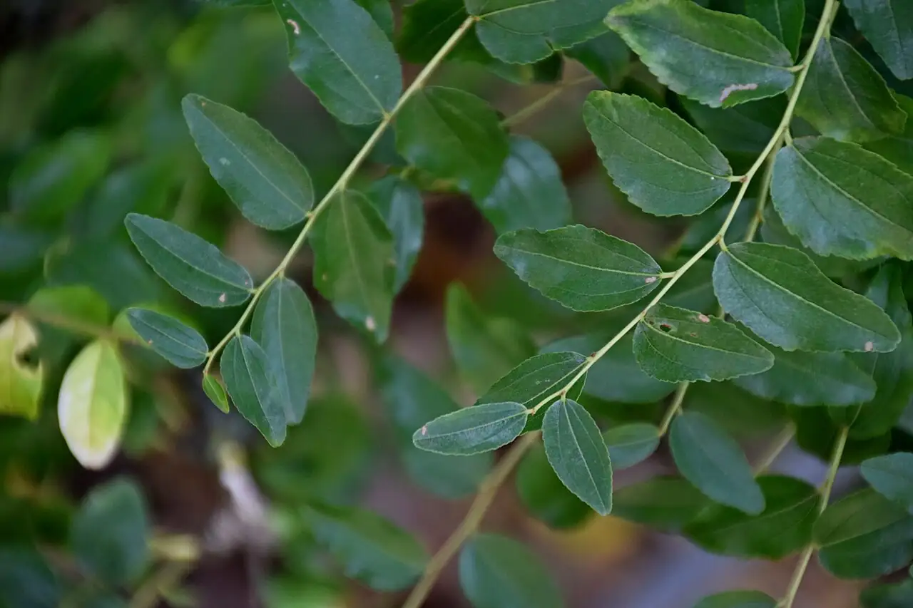 枣 (Ziziphus jujuba) — 特写