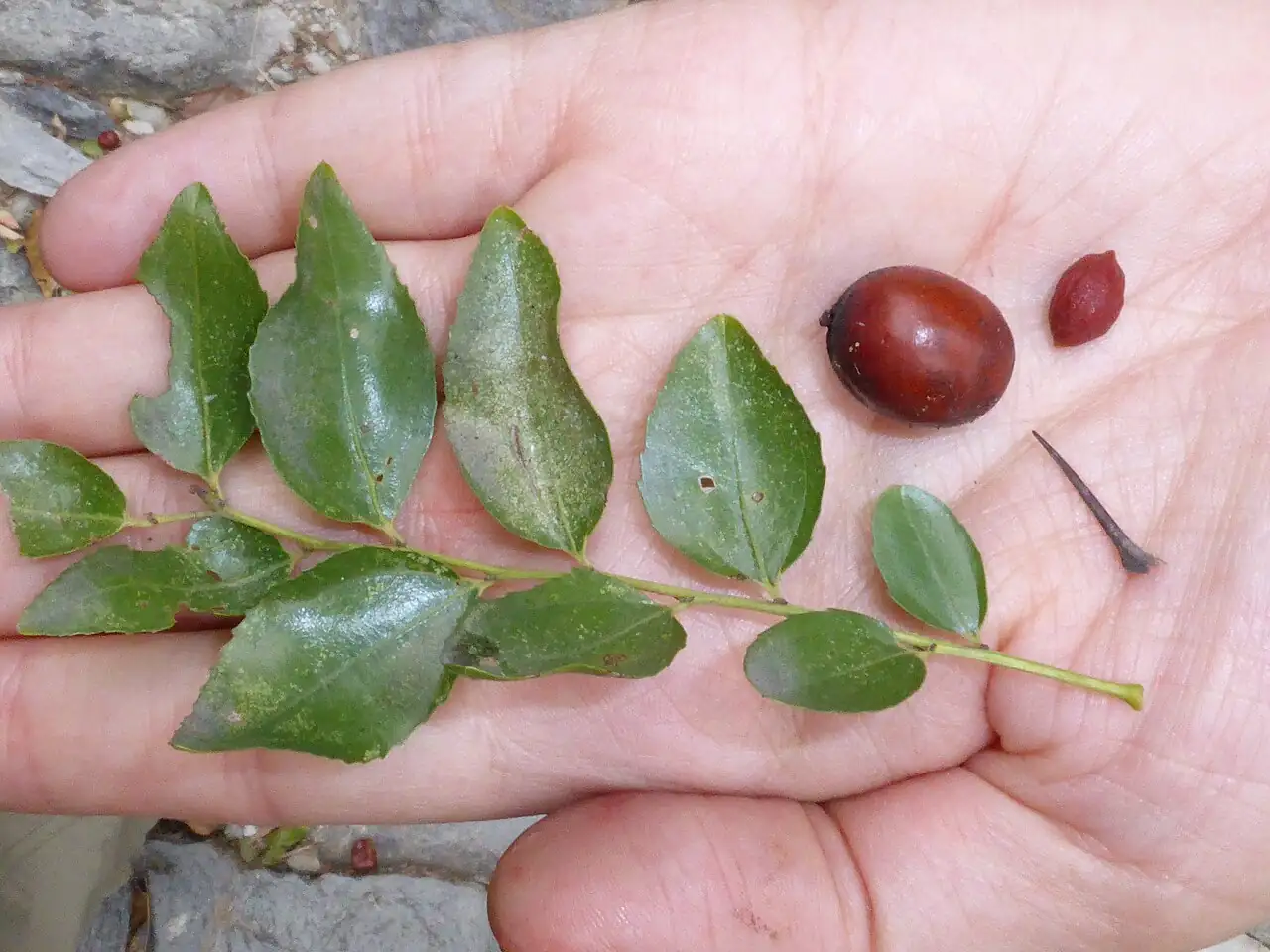 枣 (Ziziphus jujuba) — 更多视角