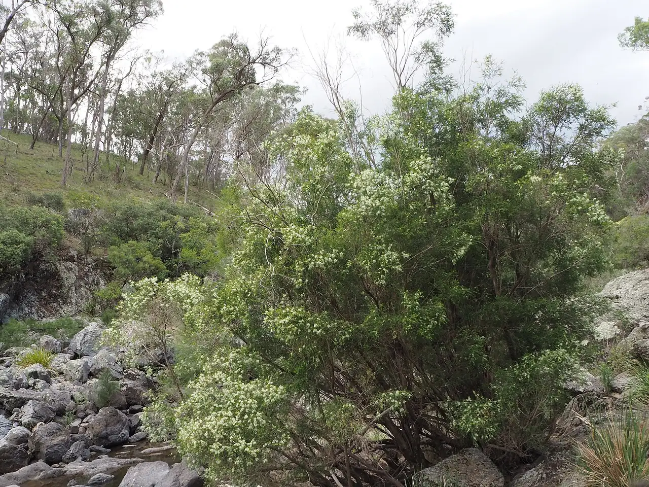 黄金串钱柳 (Melaleuca bracteata) — 环境展示