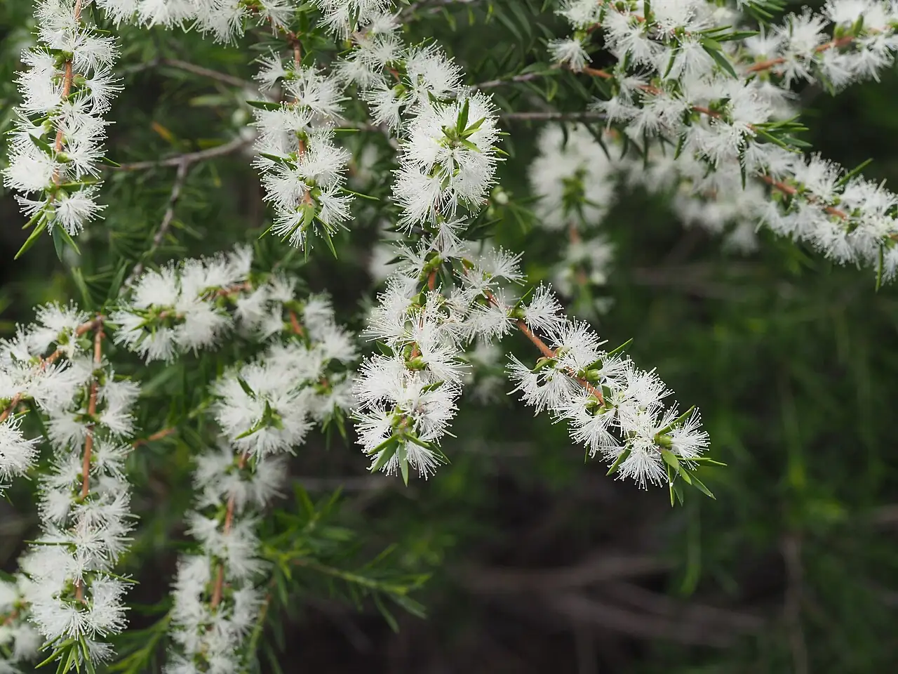 黄金串钱柳 (Melaleuca bracteata) — 细节
