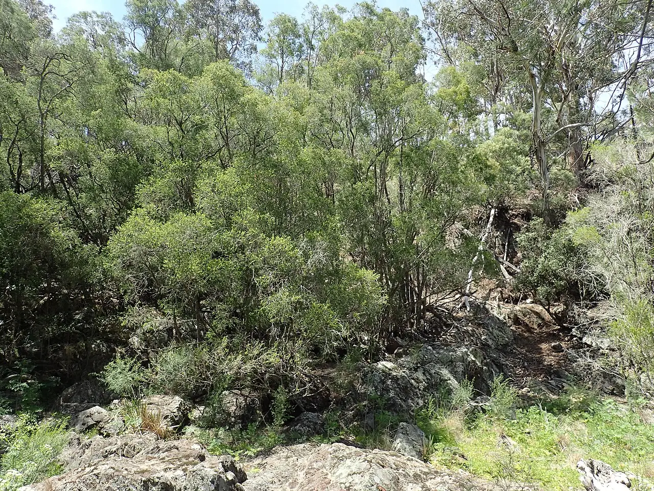 黄金串钱柳 (Melaleuca bracteata) — 更多视角