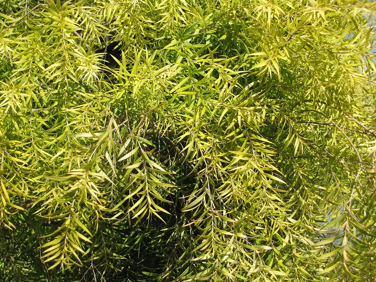 黄金串钱柳 (Melaleuca bracteata) — 主图