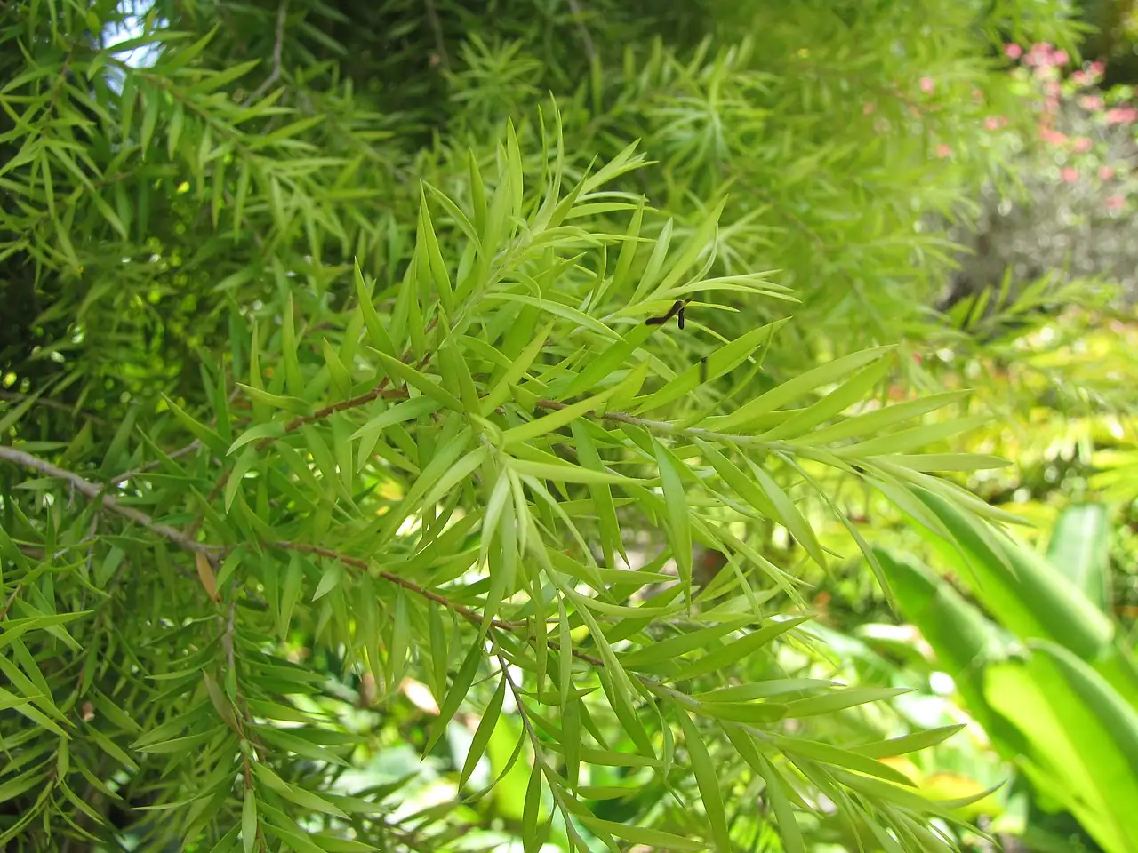 黄金串钱柳 (Melaleuca bracteata) — 更多视角