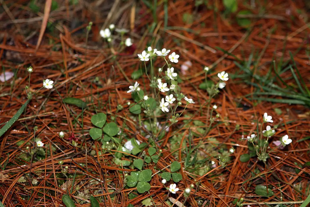 点地梅 (Androsace umbellata) — 环境展示