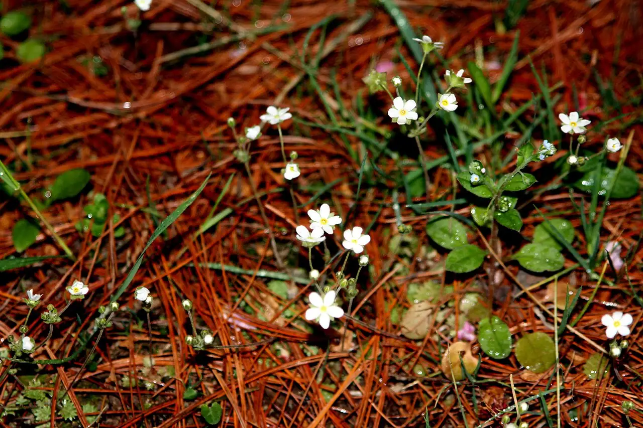 点地梅 (Androsace umbellata) — 更多视角