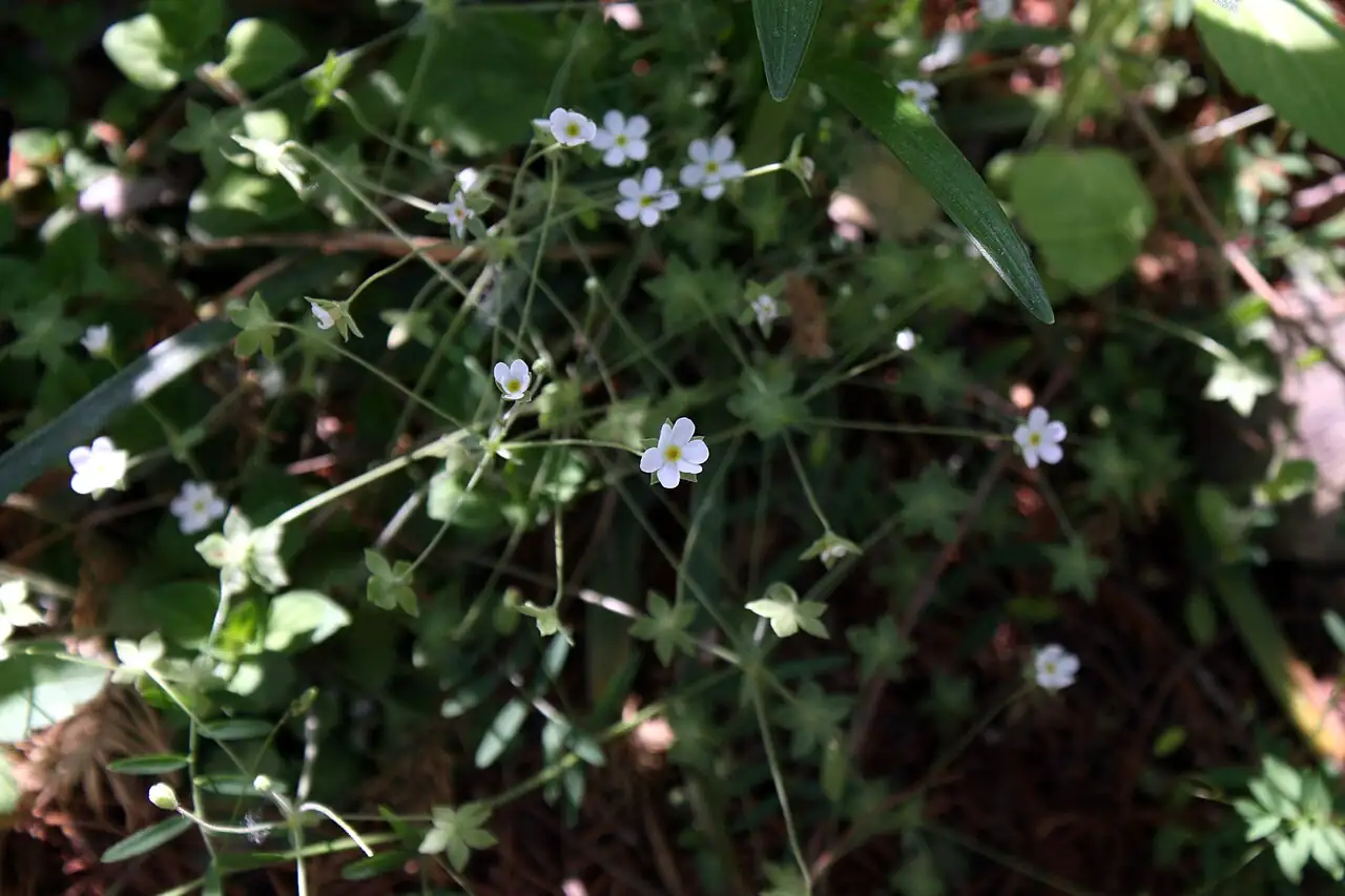 点地梅 (Androsace umbellata) — 更多视角