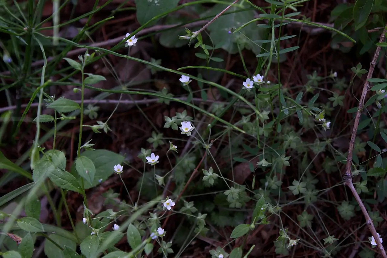 点地梅 (Androsace umbellata) — 更多视角