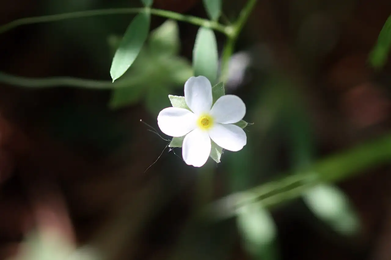 点地梅 (Androsace umbellata) — 特写
