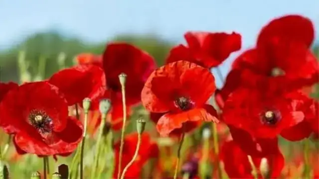 罂粟 (Papaver somniferum) — 更多视角