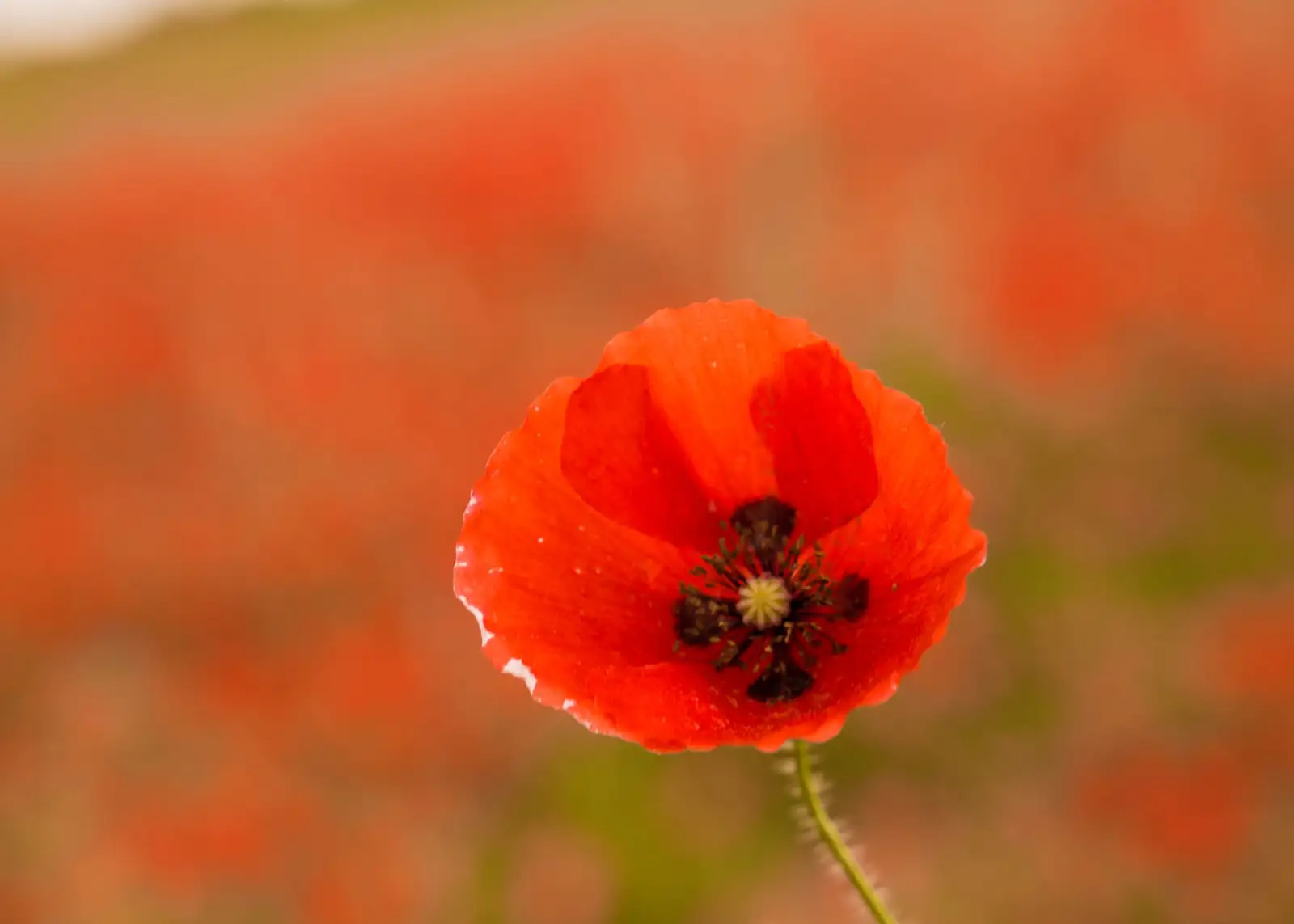 罂粟 (Papaver somniferum) — 更多视角