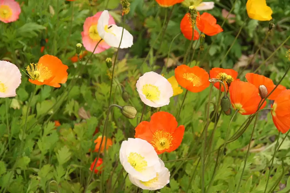 罂粟 (Papaver somniferum) — 更多视角