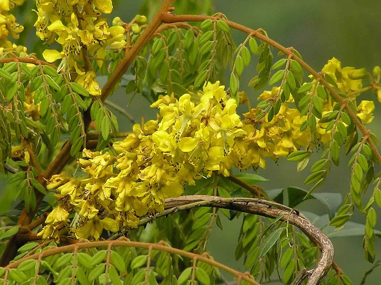 春云实 (Caesalpinia vernalis) — 特写