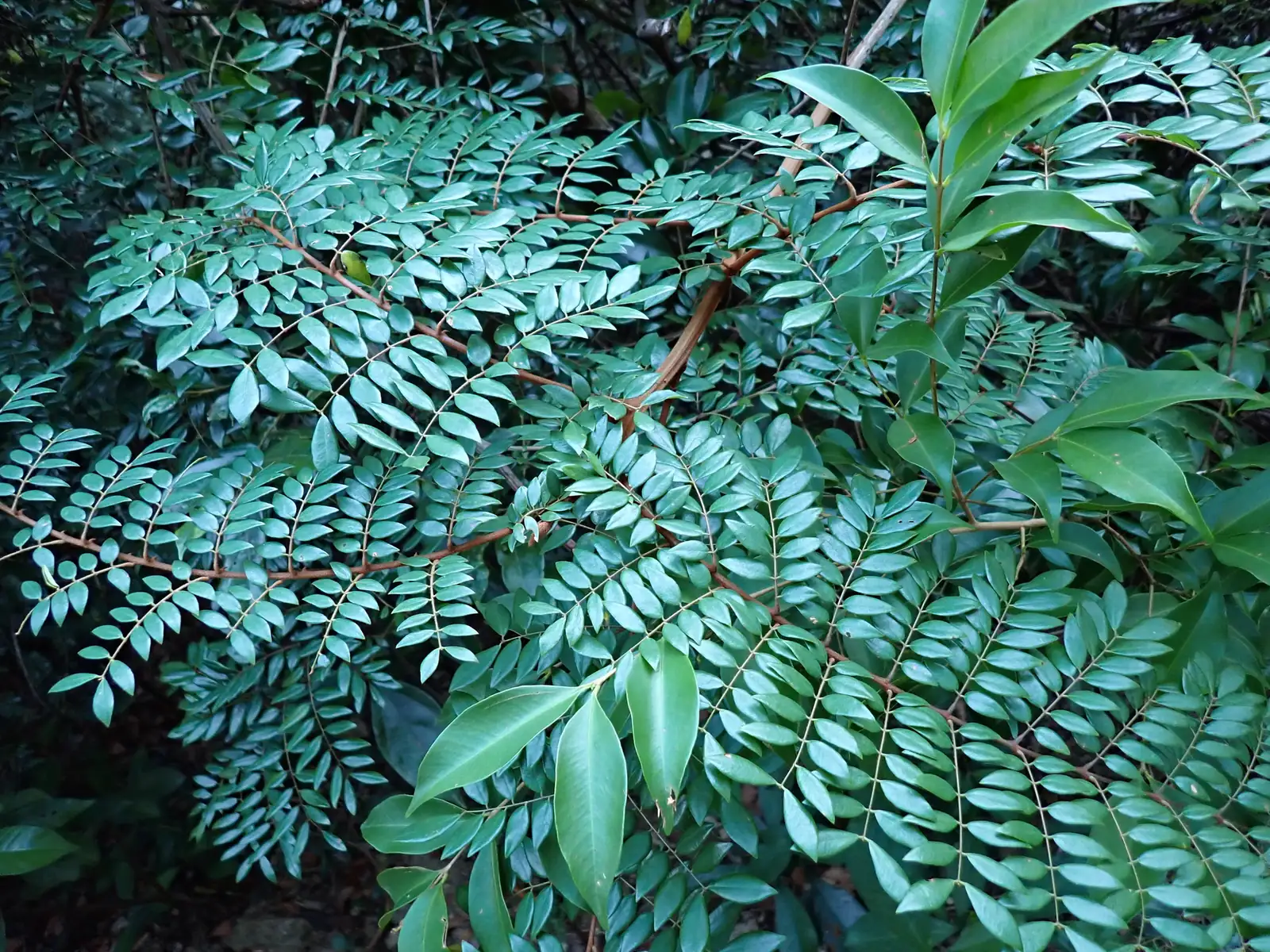 春云实 (Caesalpinia vernalis) — 环境展示