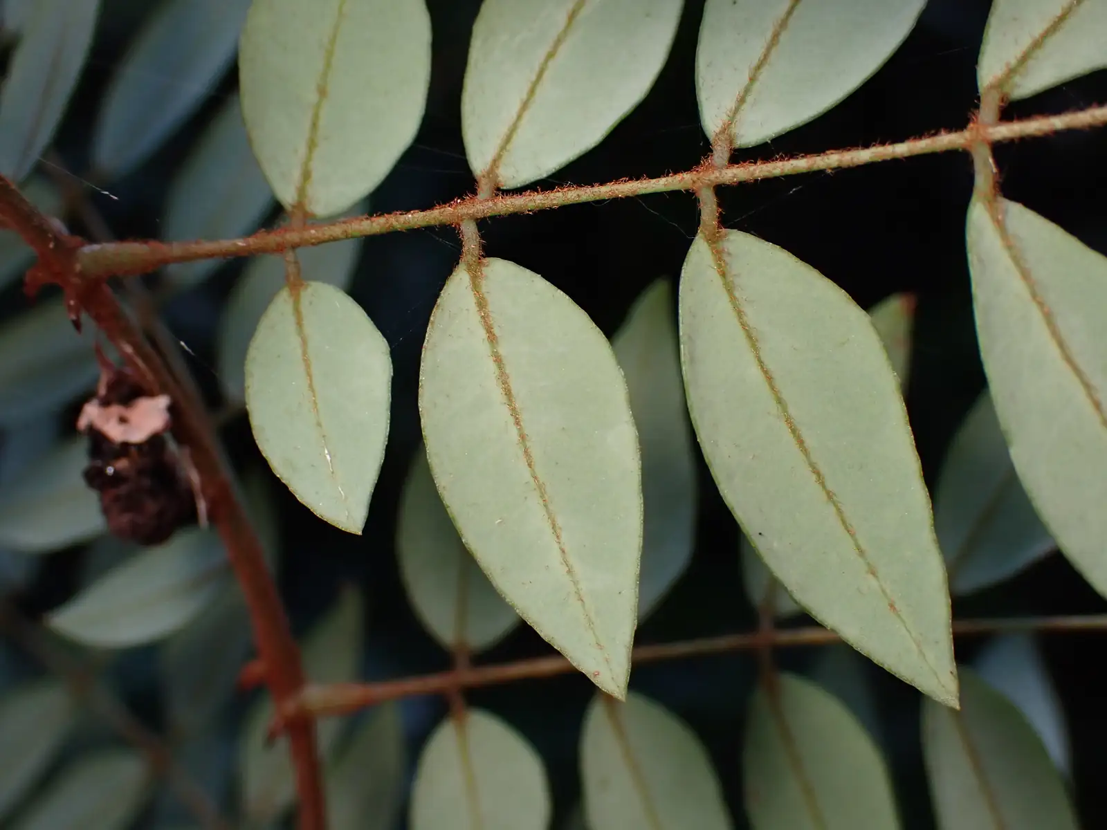 春云实 (Caesalpinia vernalis) — 更多视角