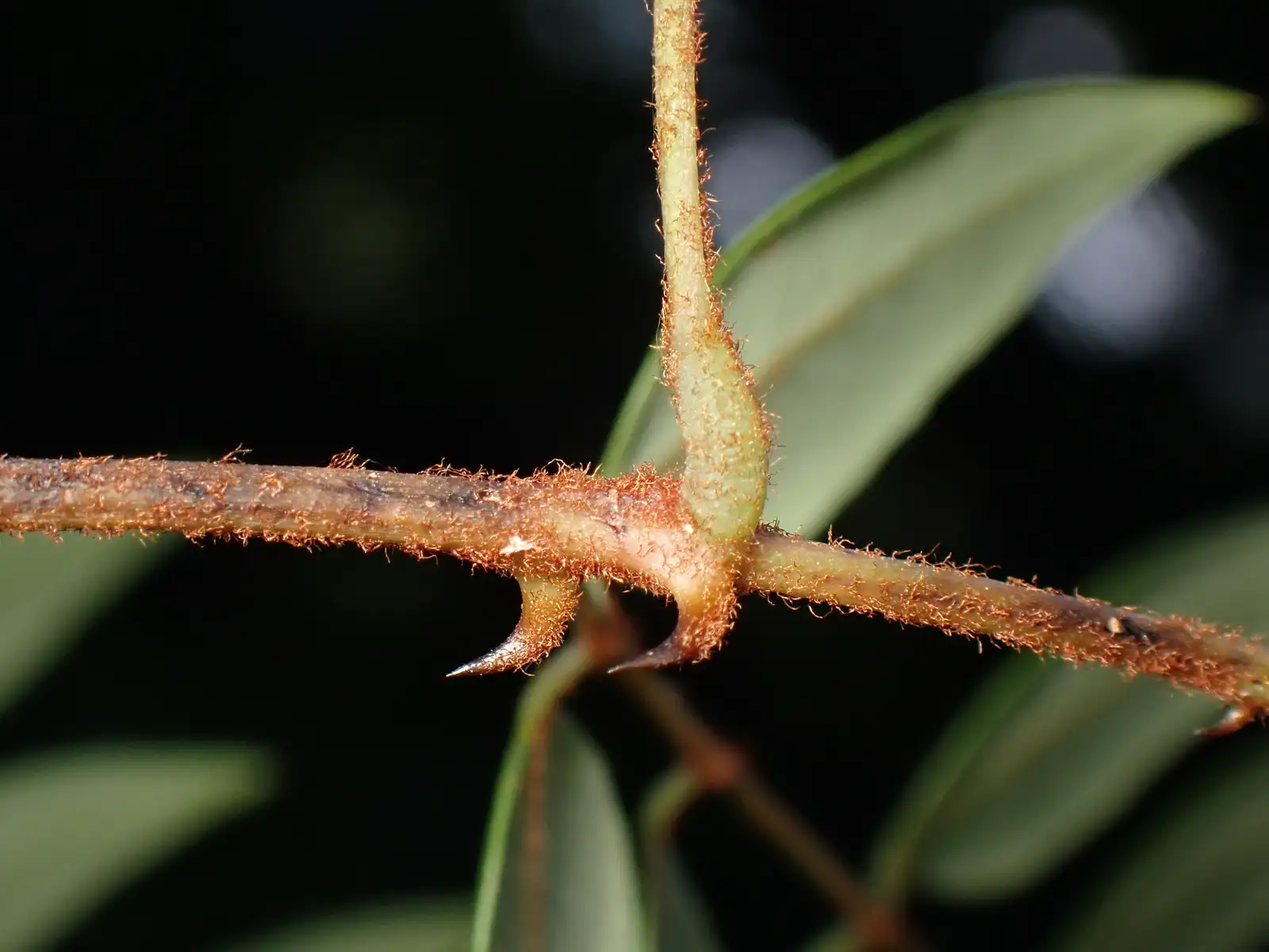 春云实 (Caesalpinia vernalis) — 更多视角