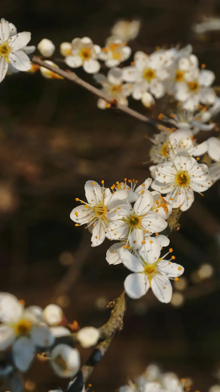 梅 (Prunus mume) — 细节