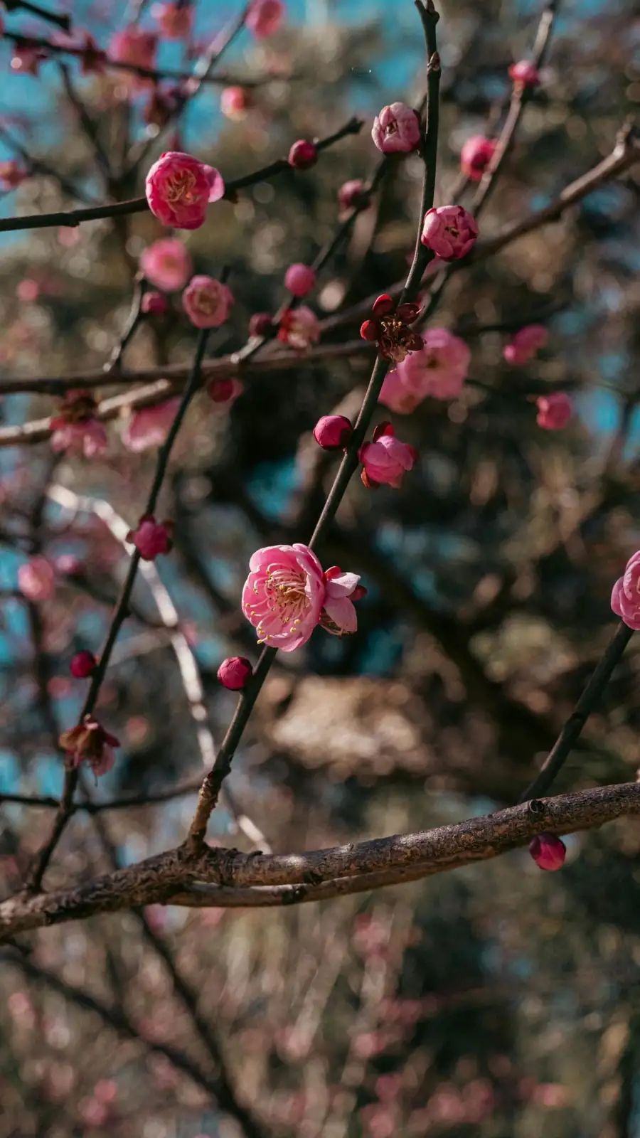 梅 (Prunus mume) — 特写