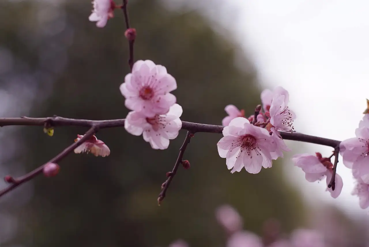 梅 (Prunus mume) — 环境展示