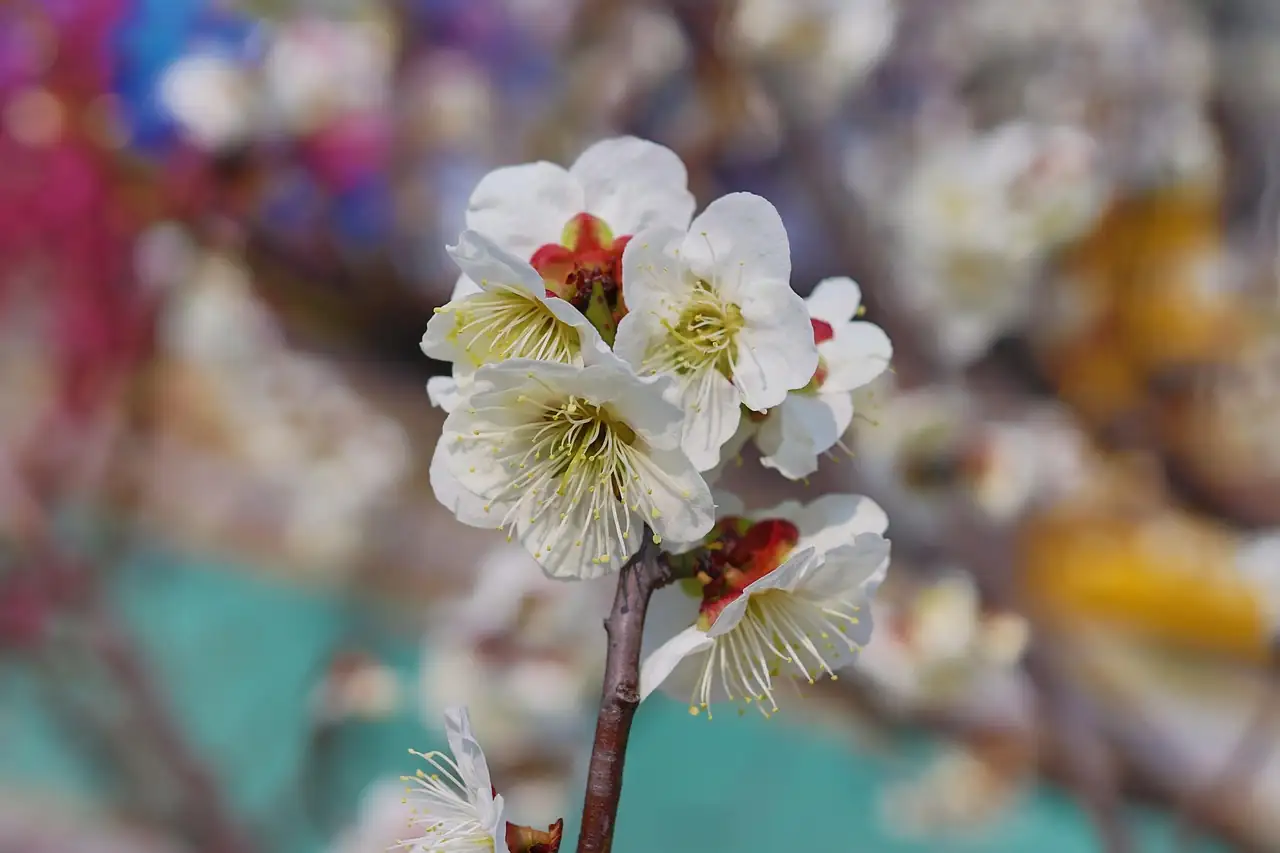 梅 (Prunus mume) — 更多视角