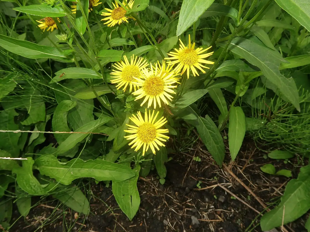 旋覆花 (Inula japonica) — 主图
