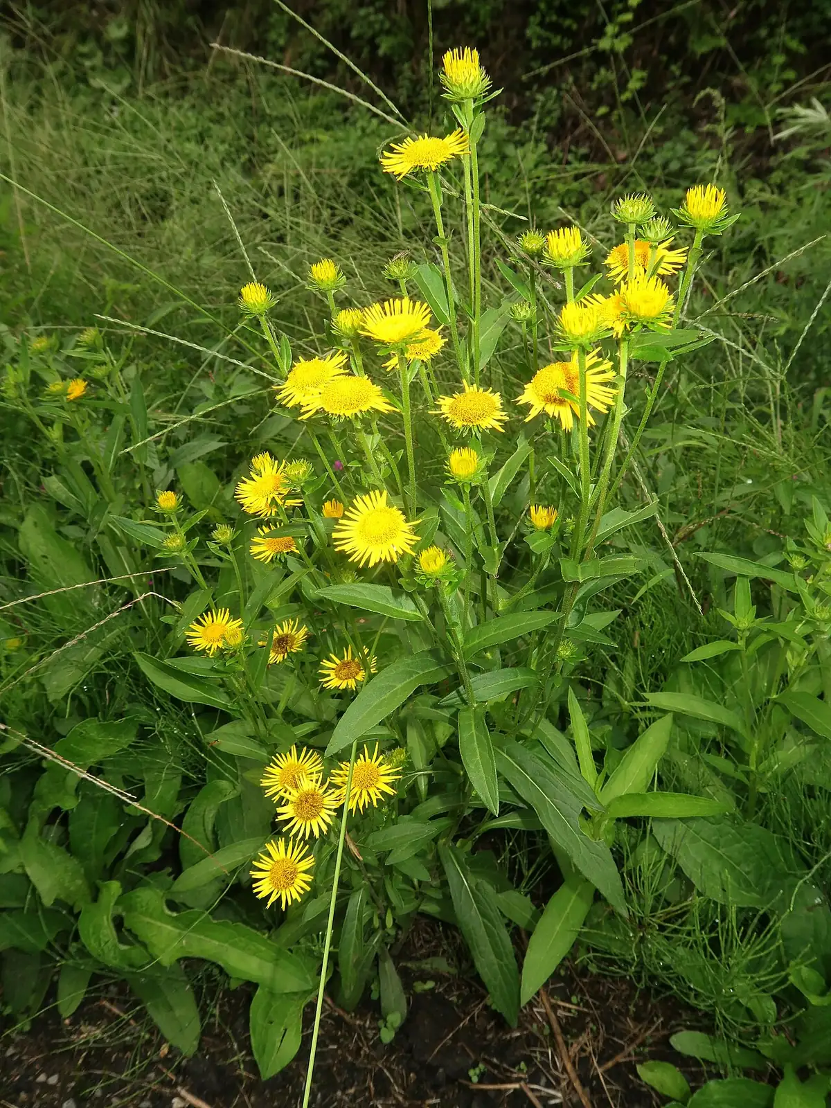 旋覆花 (Inula japonica) — 细节