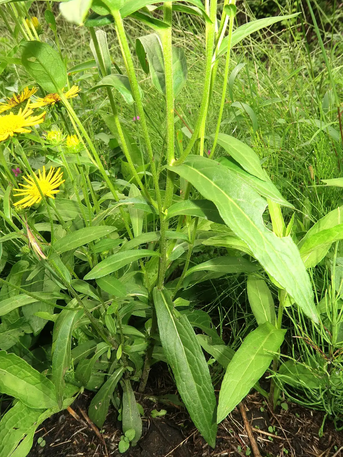 旋覆花 (Inula japonica) — 特写