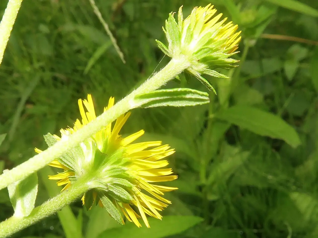 旋覆花 (Inula japonica) — 环境展示