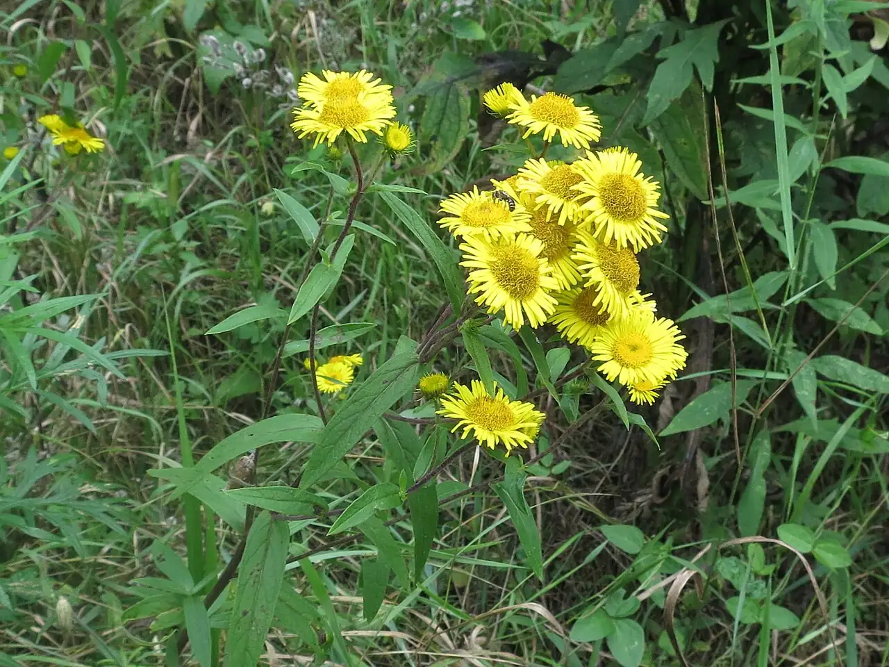 旋覆花 (Inula japonica) — 更多视角