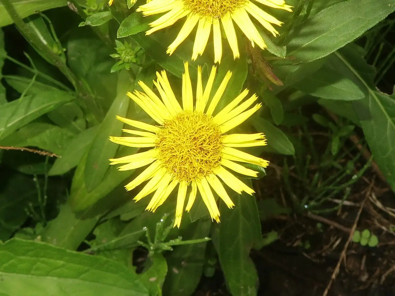 旋覆花 (Inula japonica) — 更多视角