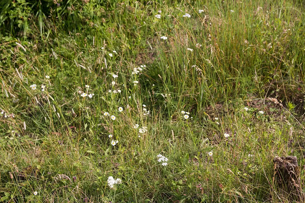 一年蓬 (Erigeron annuus) — 细节