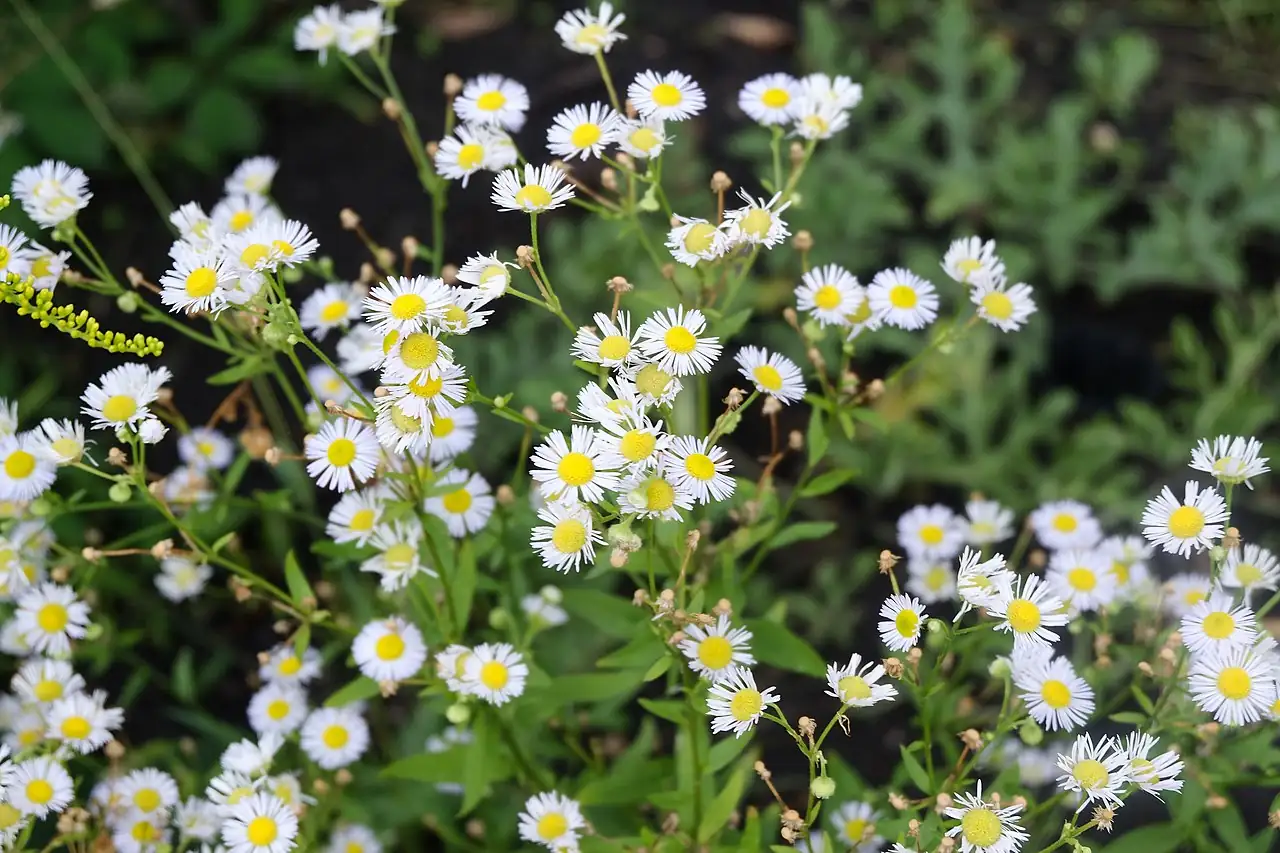 一年蓬 (Erigeron annuus) — 特写