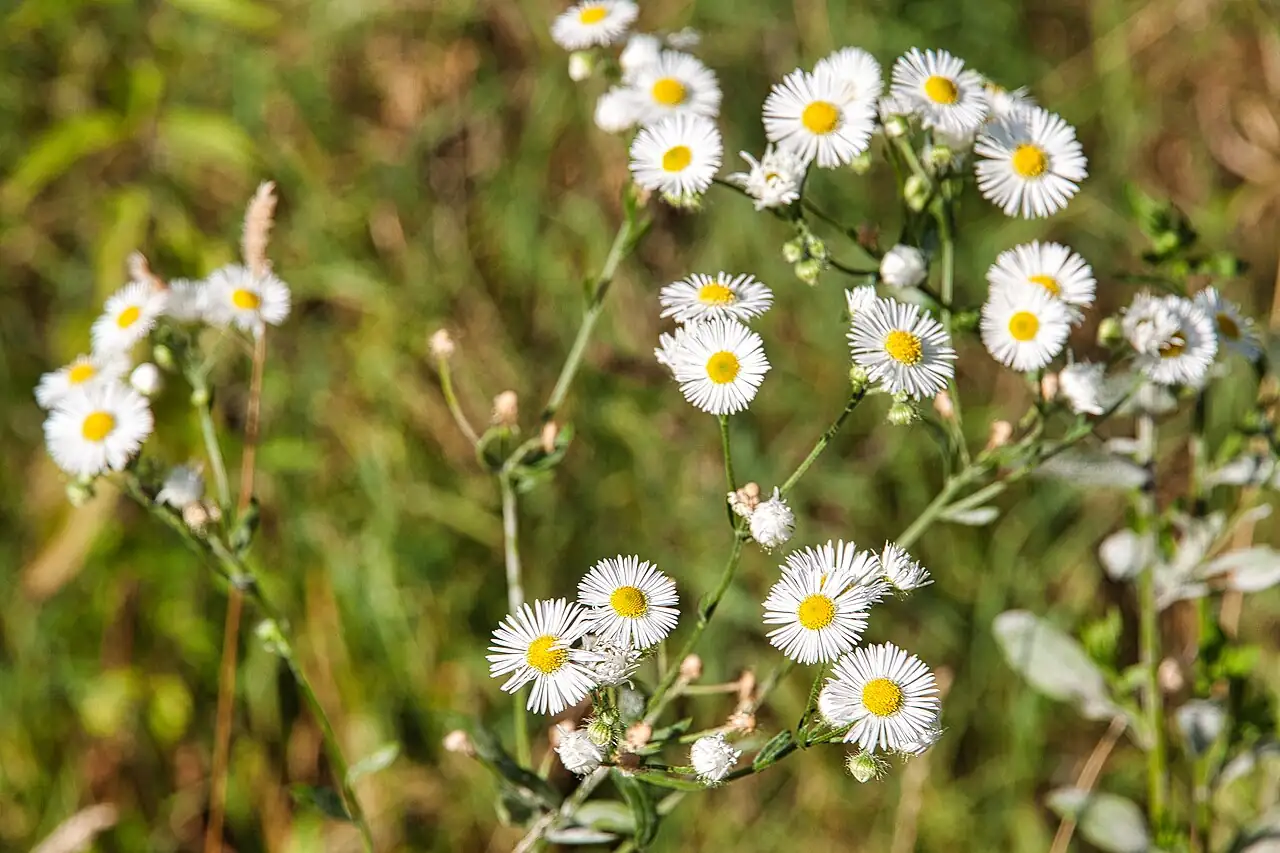 一年蓬 (Erigeron annuus) — 环境展示