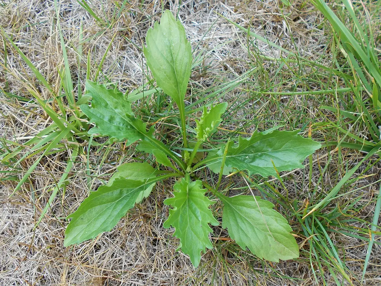一年蓬 (Erigeron annuus) — 更多视角