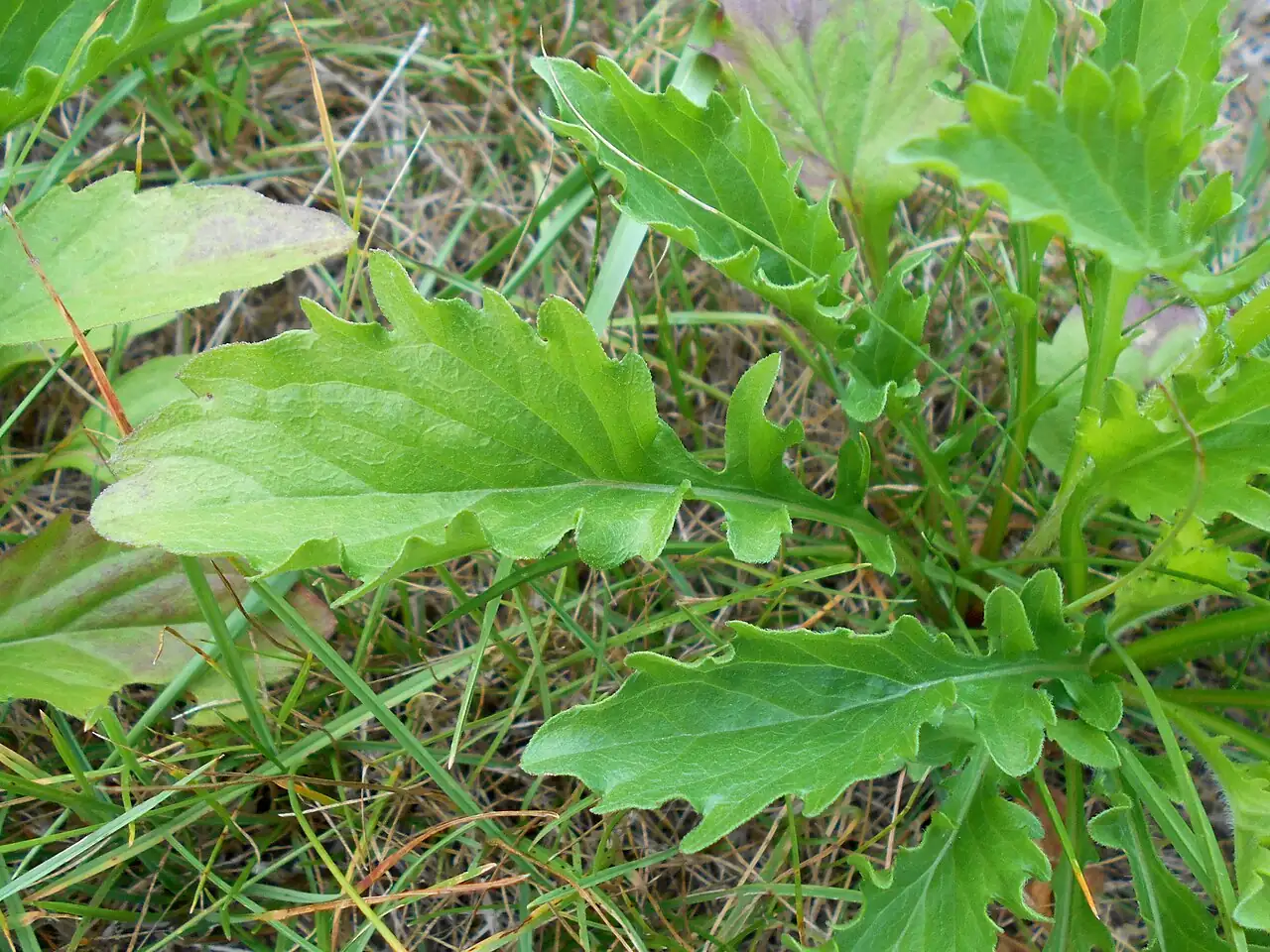 一年蓬 (Erigeron annuus) — 更多视角