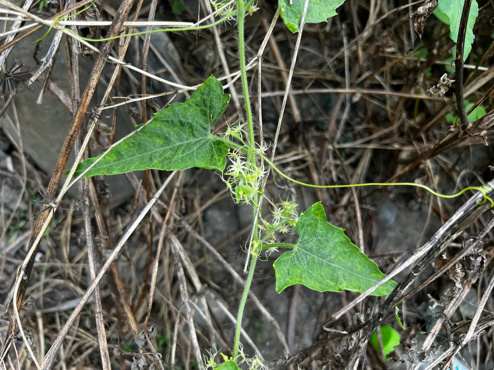 盒子草 (Actinostemma tenerum) — 特写
