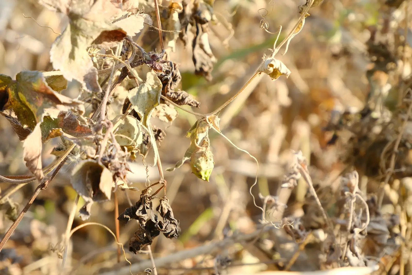 盒子草 (Actinostemma tenerum) — 环境展示