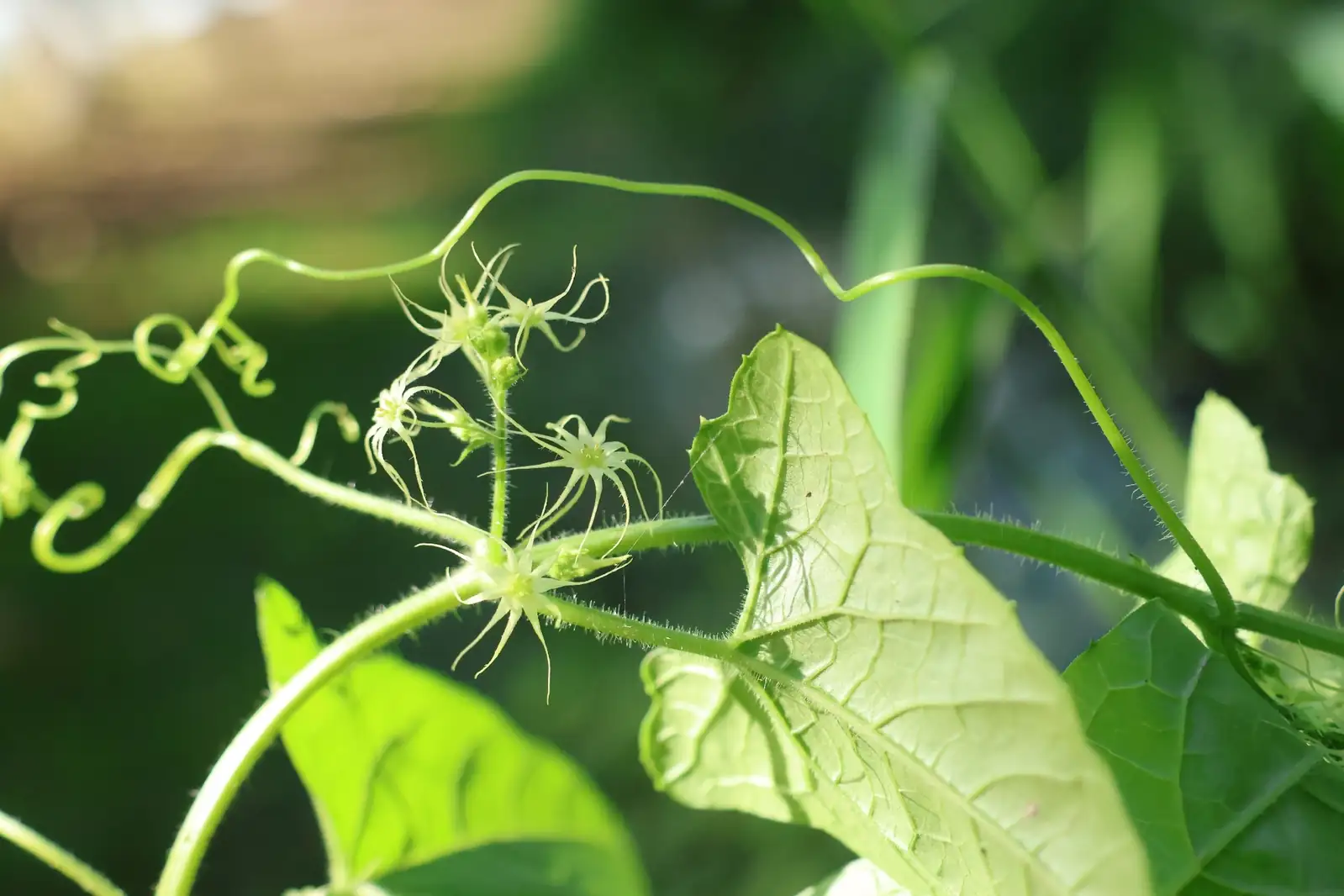 盒子草 (Actinostemma tenerum) — 更多视角
