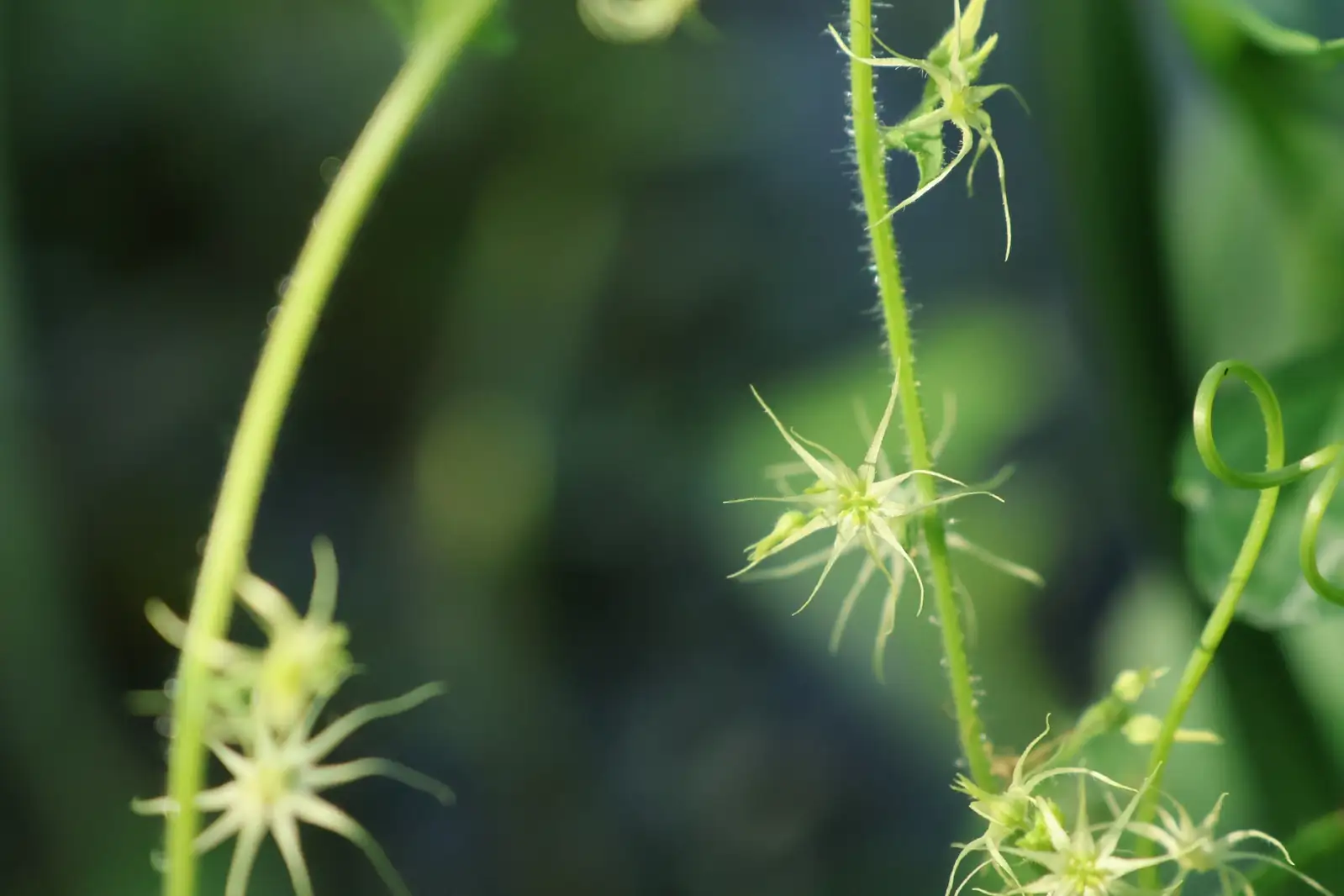 盒子草 (Actinostemma tenerum) — 更多视角