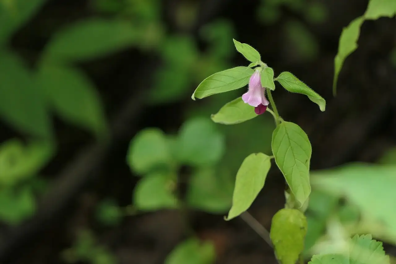 芝麻 (Sesamum indicum) — 环境展示