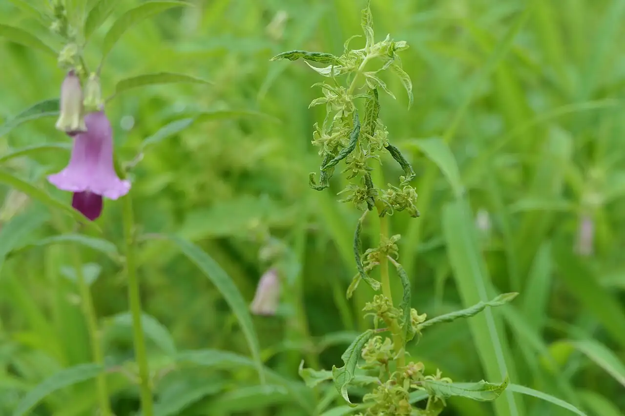 芝麻 (Sesamum indicum) — 更多视角