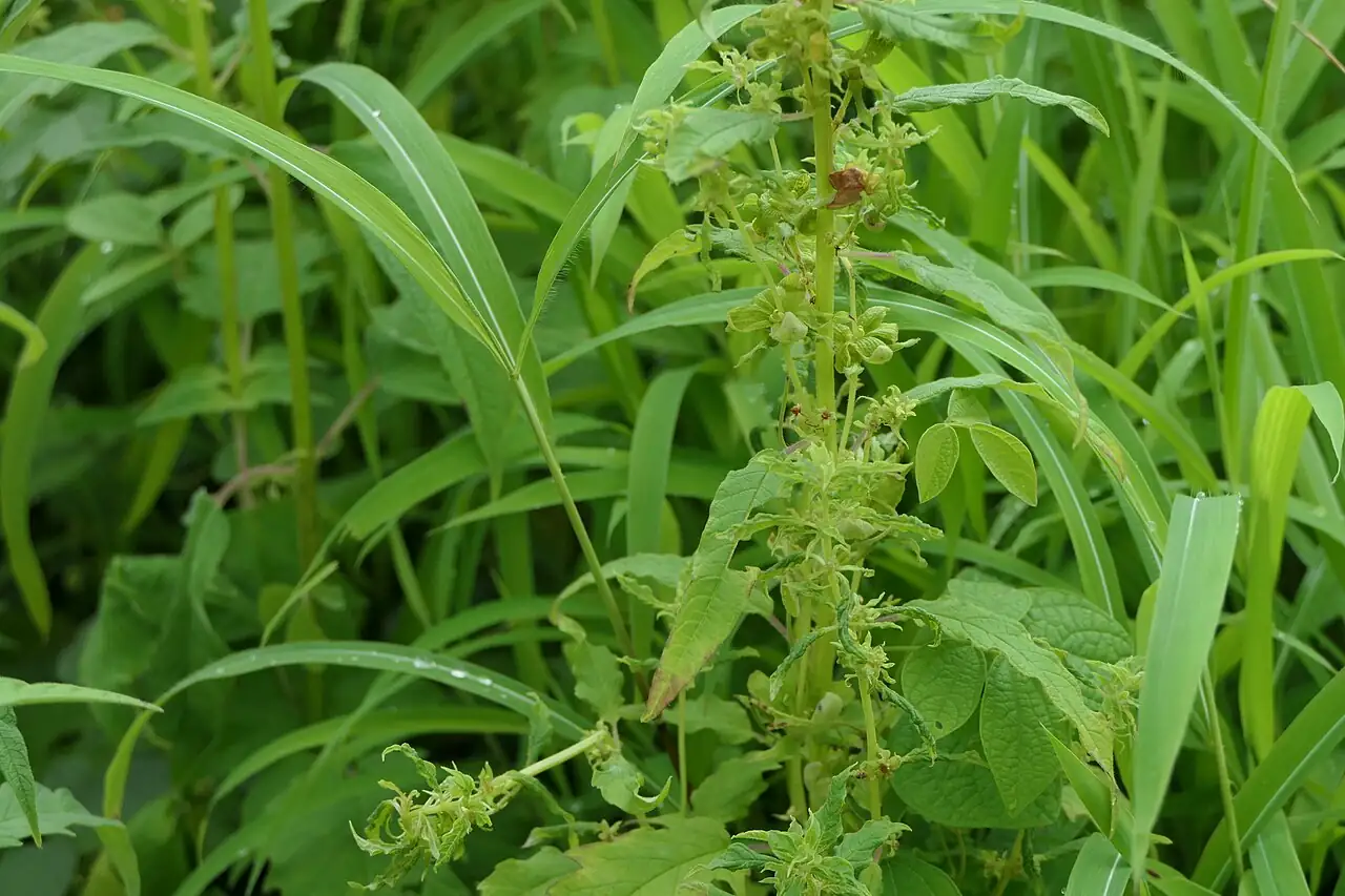 芝麻 (Sesamum indicum) — 更多视角