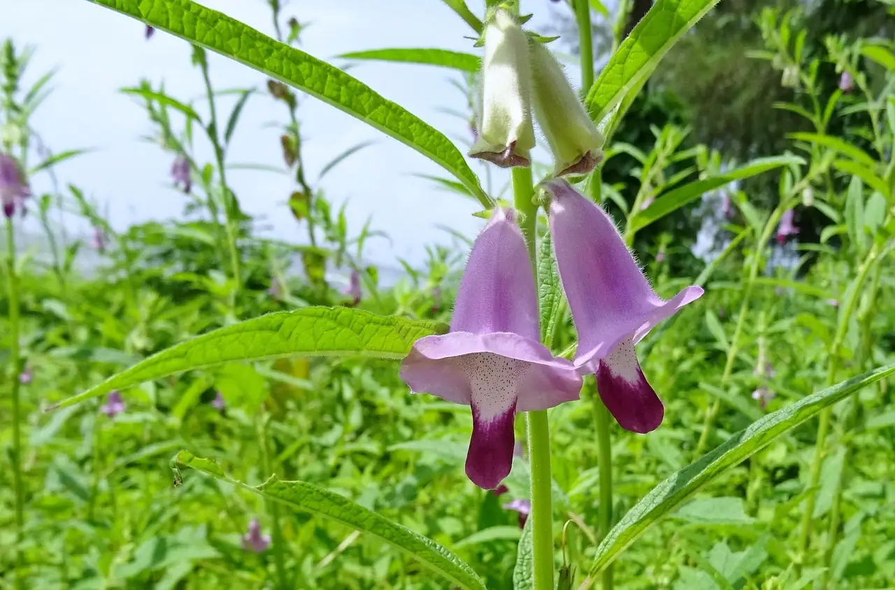 芝麻 (Sesamum indicum) — 主图