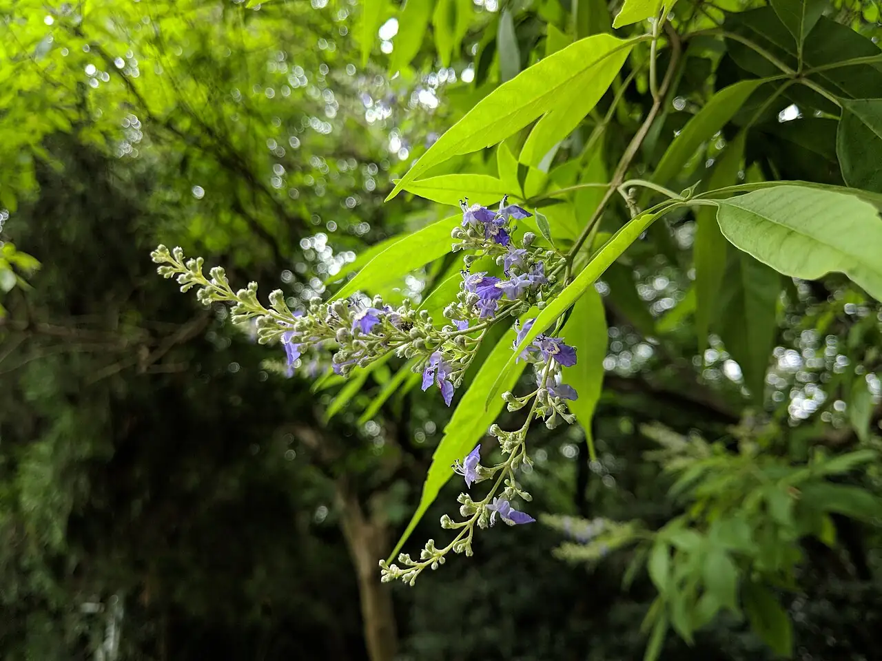 牡荆 (Vitex negundo var. cannabifolia) — 更多视角