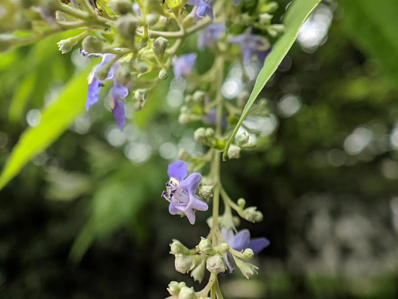 牡荆 (Vitex negundo var. cannabifolia) — 更多视角