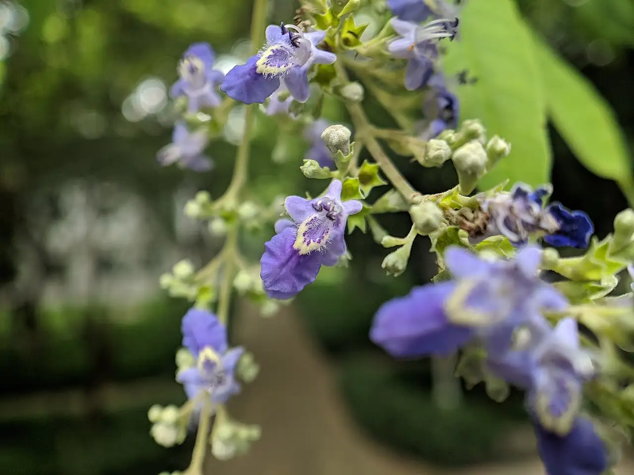 牡荆 (Vitex negundo var. cannabifolia) — 更多视角